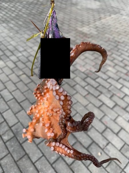 メクリアジとタコ