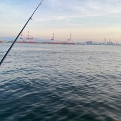 メクリアジ、おまけでタコ