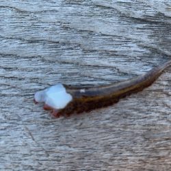 メクリアジリベンジ　タコもついでに