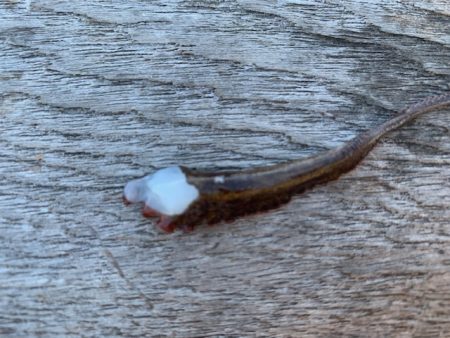 メクリアジリベンジ　タコもついでに