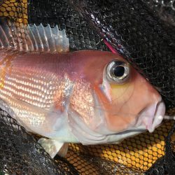 カヤックジギング