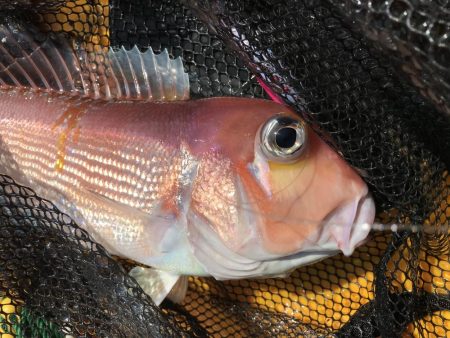 カヤックジギング