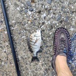 チヌ40cm フカセ釣り