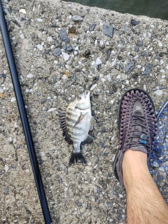 チヌ40cm フカセ釣り