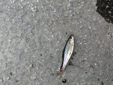 子供と夕涼みへ！