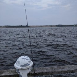やっぱり、鯖。舞洲、夕方の釣り