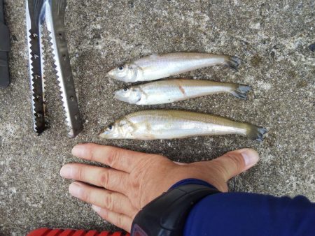 たつの市苅屋でキス釣り