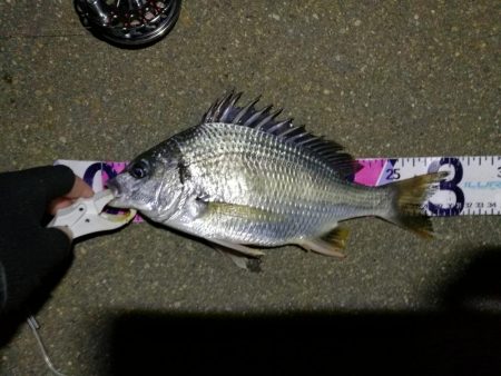 （2020/08/04 南港ヘチ釣り　 キビレチヌ 41cm,30㎝、ガシラ21㎝ 釣果有り）