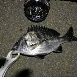 (2020/08/05 南港ヘチ釣り キビレチヌ 36.5cm,34㎝、真チヌ 釣果有り)