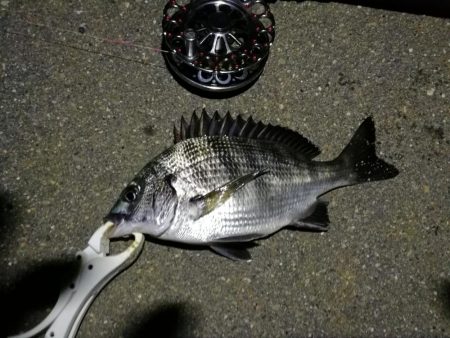 (2020/08/05 南港ヘチ釣り キビレチヌ 36.5cm,34㎝、真チヌ 釣果有り)