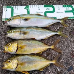 シイラはどこ？