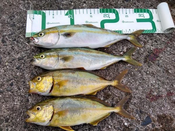 シイラはどこ？