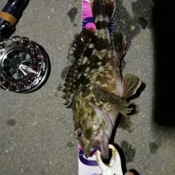 （2020/08/06 南港ヘチ釣り　 キビレチヌ 41cm、ガシラ 25㎝ 釣果有り）