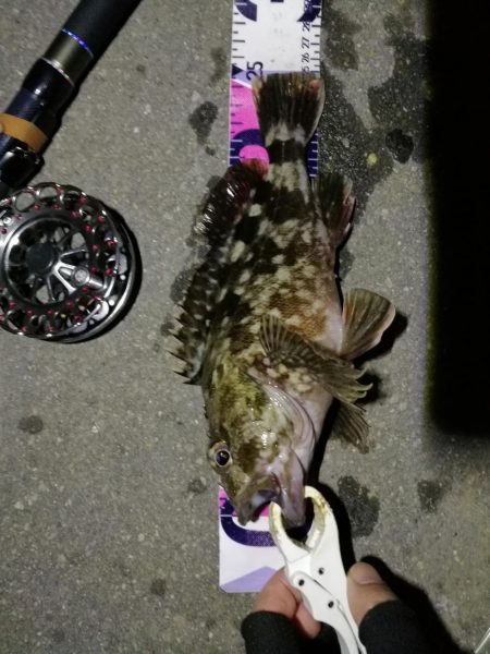 （2020/08/06 南港ヘチ釣り　 キビレチヌ 41cm、ガシラ 25㎝ 釣果有り）