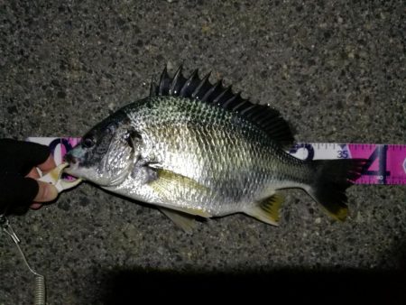 （2020/08/07 南港ヘチ釣り　 キビレチヌ 46cm,39㎝～ 釣果有り）