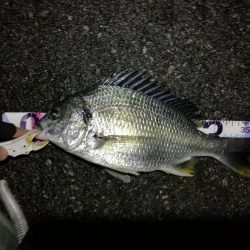 (2020/08/08 南港ヘチ釣り キビレチヌ 44cm,39cm 釣果有り)