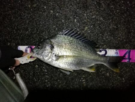 (2020/08/08 南港ヘチ釣り キビレチヌ 44cm,39cm 釣果有り)