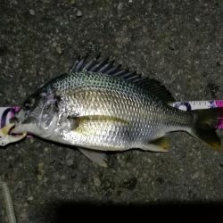 (2020/08/09 南港ヘチ釣り キビレチヌ 45cm,39.5cm ガシラ 21㎝ 釣果有り)