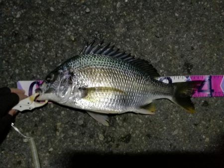 (2020/08/09 南港ヘチ釣り キビレチヌ 45cm,39.5cm ガシラ 21㎝ 釣果有り)