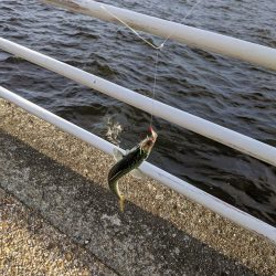 先週の日曜と同じ状況の舞洲