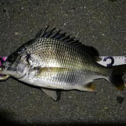 (2020/08/10 南港ヘチ釣り キビレチヌ 42.5cm,37cm ガシラ釣果有り)