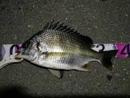 (2020/08/10 南港ヘチ釣り キビレチヌ 42.5cm,37cm ガシラ釣果有り)