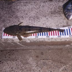 マゴチ祭り&シーバスおまけのクロダイ