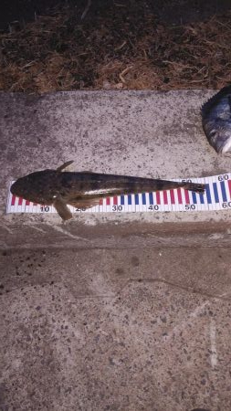 マゴチ祭り&シーバスおまけのクロダイ