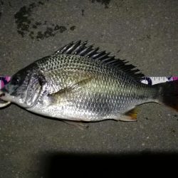 (2020/08/13 南港ヘチ釣り 真チヌ38.5㎝ キビレチヌ 40cm~小型 ガシラ釣果有り)