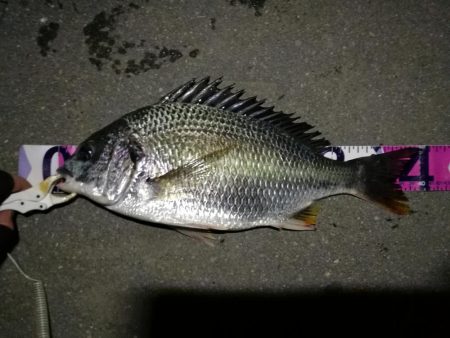 （2020/08/13 南港ヘチ釣り　 真…