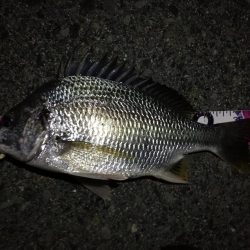 (2020/08/14 南港ヘチ釣り ギリ歳無し~真チヌ(50cm)キビレ:39㎝~ 釣果有り)