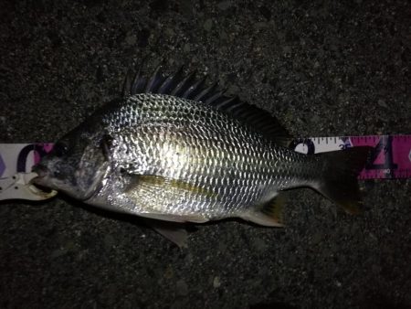 (2020/08/14 南港ヘチ釣り ギリ歳無し~真チヌ(50cm)キビレ:39㎝~ 釣果有り)