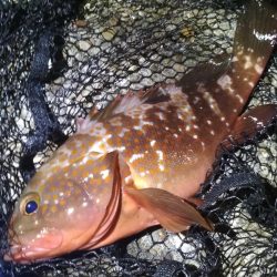 ロックフィッシュ高活性