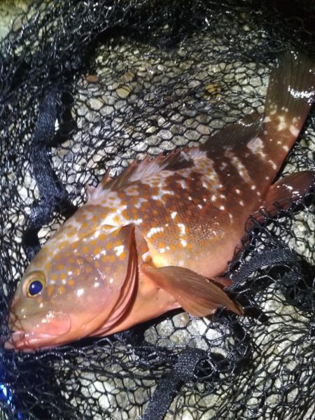 ロックフィッシュ高活性