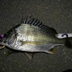 （2020/08/15 南港ヘチ釣り　 キビレチヌ 43cm,36cm～小型 ガシラ23㎝ 釣果有り）