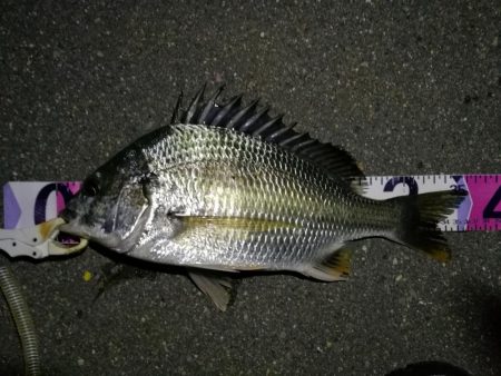 （2020/08/15 南港ヘチ釣り　 キ…