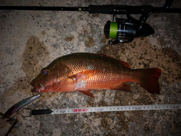 シンペンでゴマフエダイ