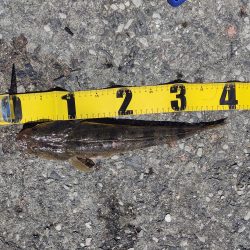 フカセでチヌ　投げ釣りでマゴチ