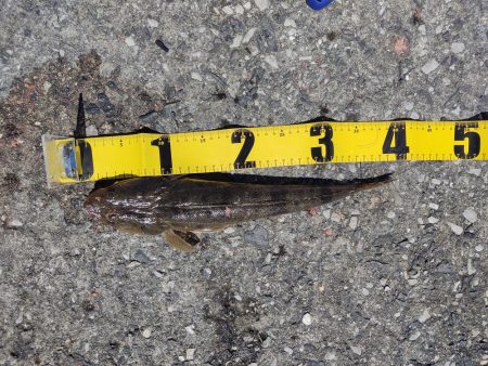 フカセでチヌ　投げ釣りでマゴチ