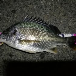 (2020/08/17 南港ヘチ釣り キビレチヌ 45.5cm,40cm~小型 釣果有り)