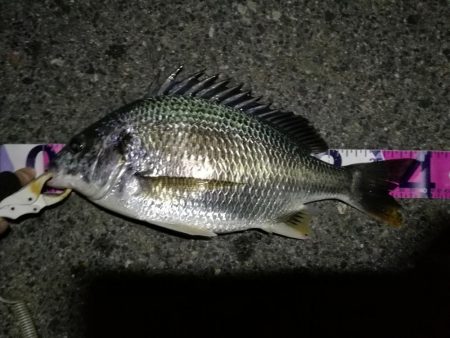 (2020/08/17 南港ヘチ釣り キビレチヌ 45.5cm,40cm~小型 釣果有り)