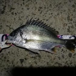 (2020/08/18 南港ヘチ釣り 真チヌ 47.5㎝、キビレチヌ 33㎝ 釣果有り)