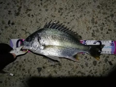 (2020/08/18 南港ヘチ釣り 真チヌ 47.5㎝、キビレチヌ 33㎝ 釣果有り)