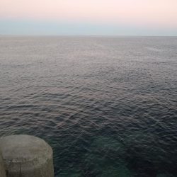 ええ型のアジ〜♪