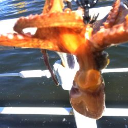 ガシラ4 タコ1 サバ1