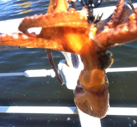 ガシラ4 タコ1 サバ1