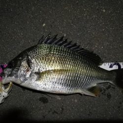 (2020/08/20 南港ヘチ釣り キビレチヌ 43.5㎝,36㎝ 真チヌ 釣果有り)