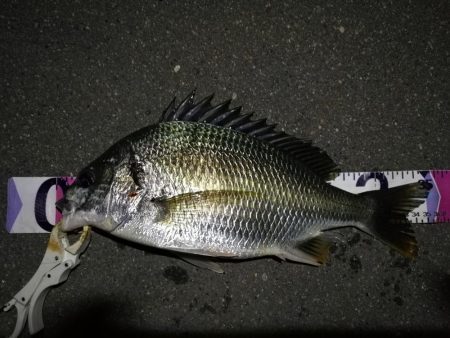 （2020/08/20 南港ヘチ釣り　 キ…