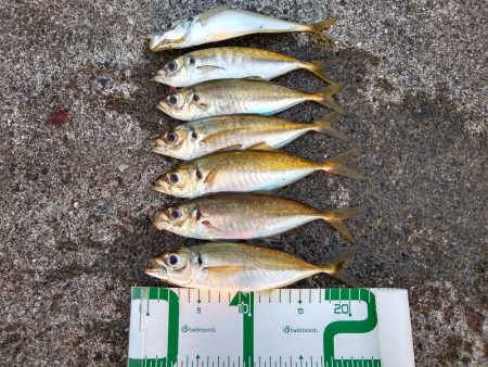 アジ釣れた♪