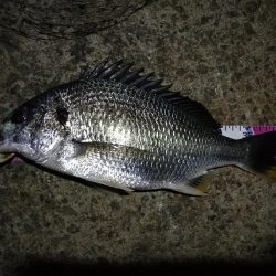 (2020/08/22 南港ヘチ釣り キビレチヌ 43cm,42cm~ ガシラ 釣果有り)